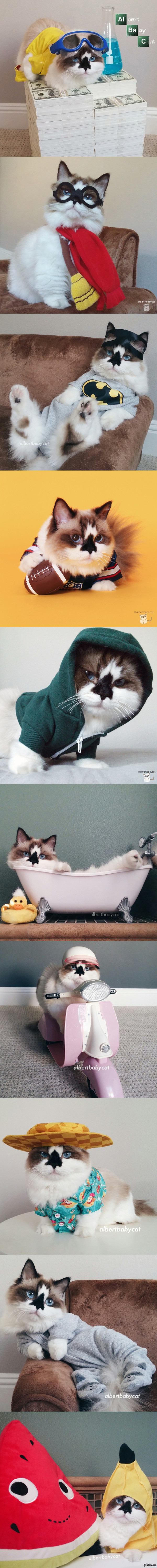 Breaking cat, Harry Catter � ������ ������ ���� ��������