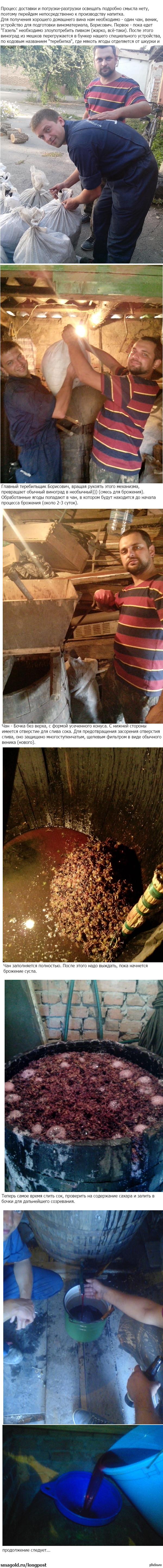 Уборка винограда. Часть 2.