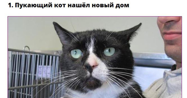 Кошки пукают