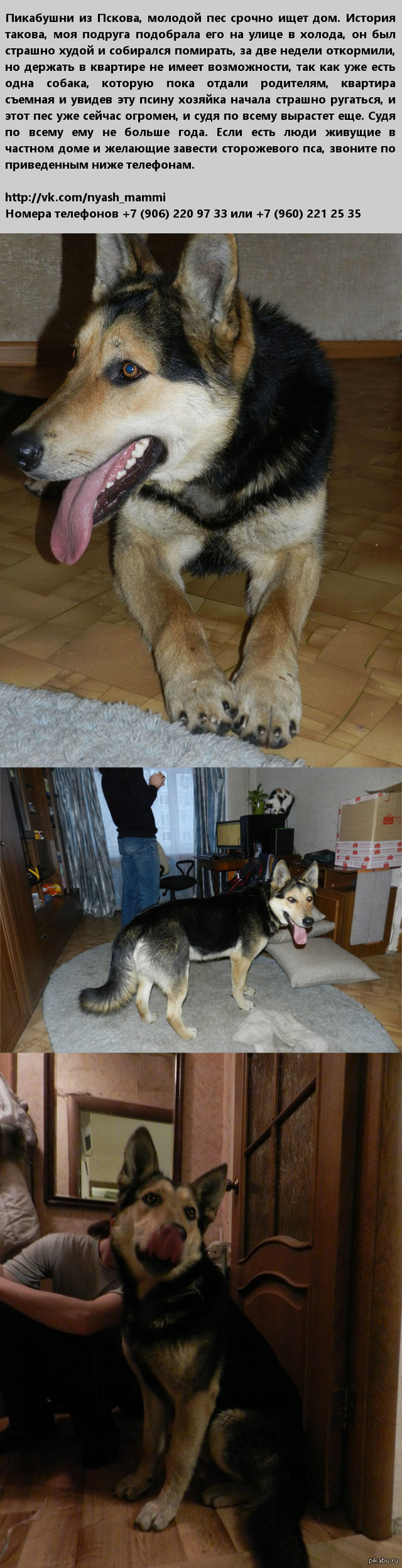 Pskov dog urgently looking for a home. He is about a year old, friendly and playful. - The dog is looking for a home, Dog, Longpost