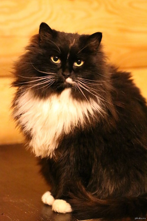 МО, МОСКВА. Кошка Брунгильда ищет дом! Сейчас в приюте. Жила в нашем дачном поселке, 2 раза хозяева ее выкидывали на улицу. Ком. для минусов