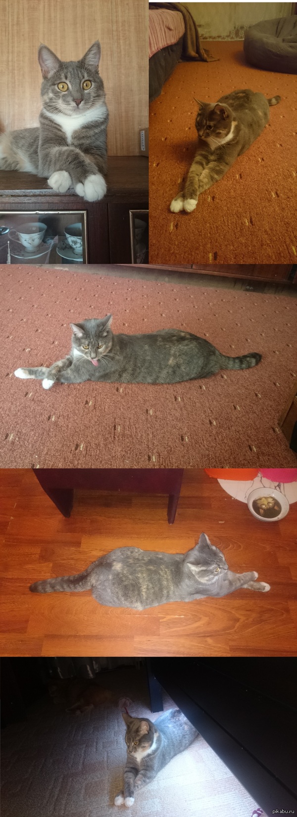 ���� ���������