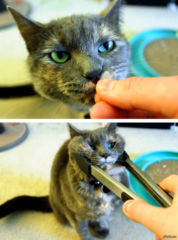 Важно иногда радовать сюрпризами своих любимых питомцев