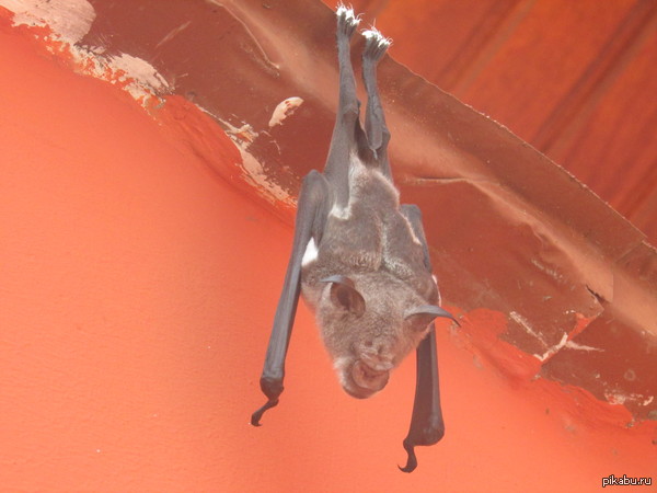 ������� ����