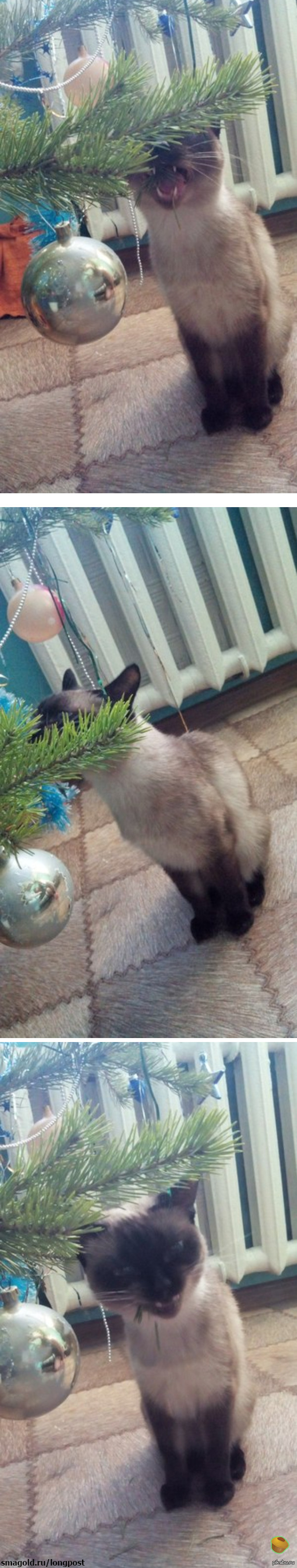 Просто кошка которая ест ёлку