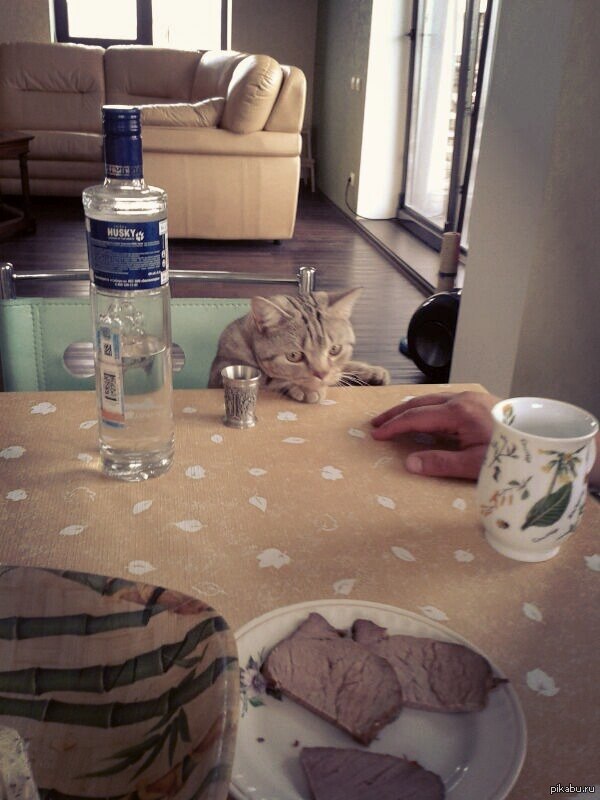 Просто выпьем за любовь