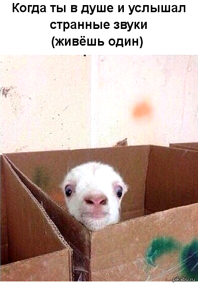 Кто там? | Пикабу
