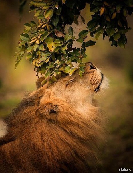 Трогательный лев