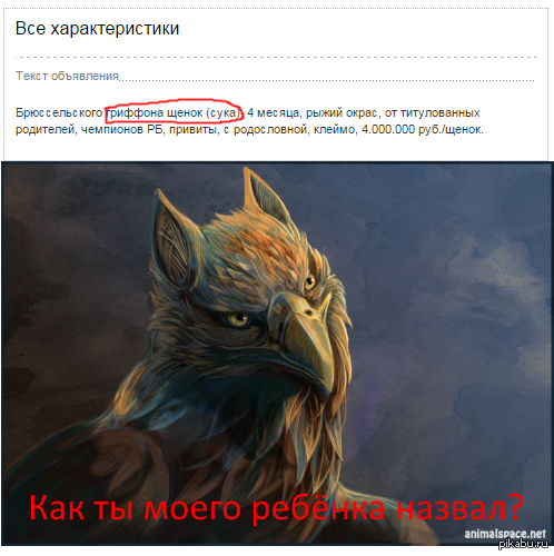 -    : http://irr.by/animalsandplants/animals/dogs/17016464/