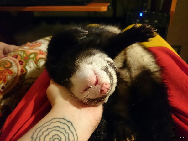 Просто очень удобно спит