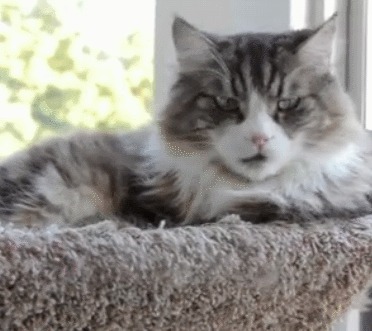 Что? Аа да пофиг ^__^