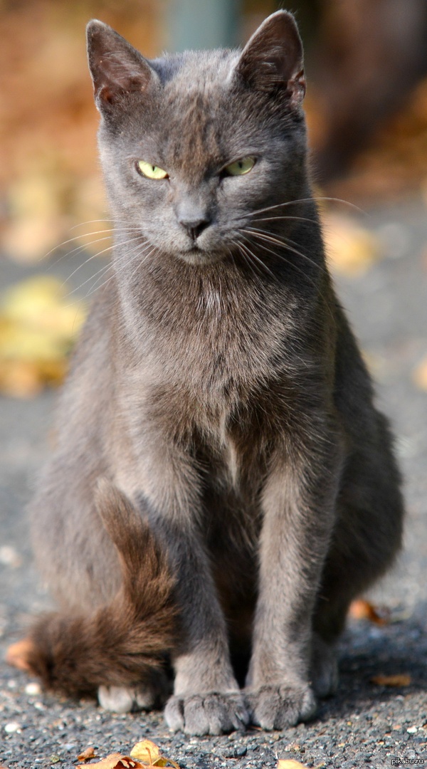 ���� ������