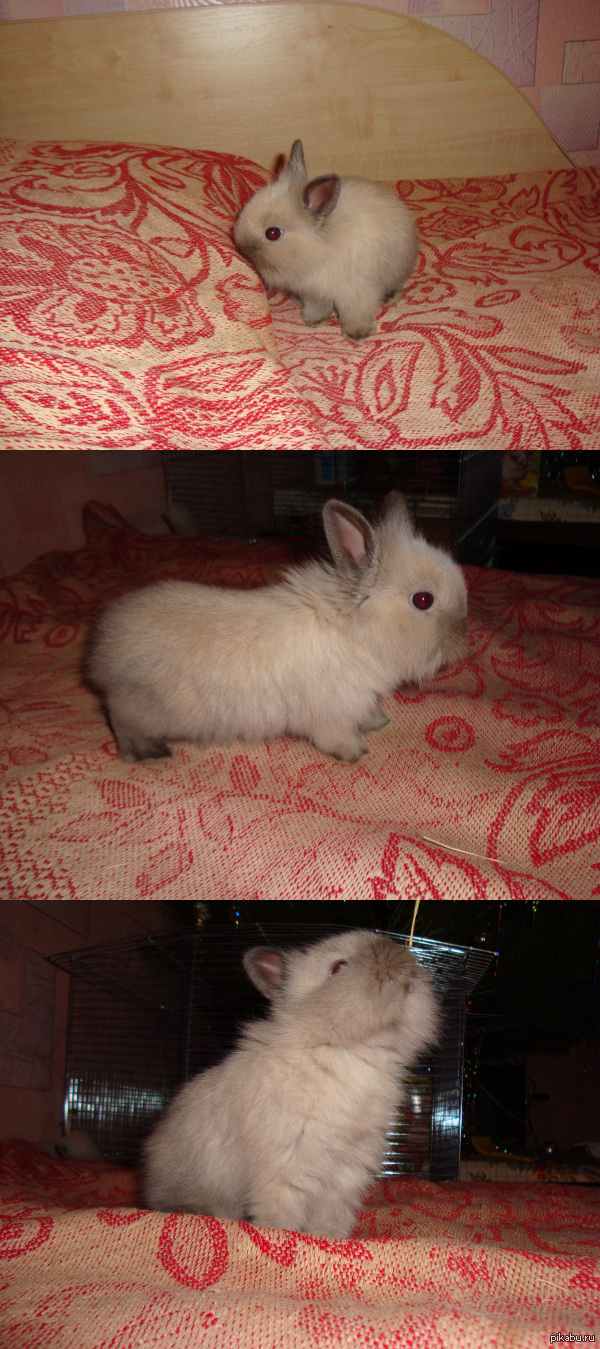 ������� �����  [s]��������������� �� ����������� �����[/s] ���������� ����� �����