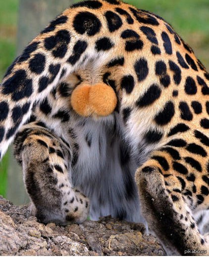 A leopard has cute testicles: oh so fluffy, red-haired, but it’s just beyond words xD most of the female audience will appreciate it)) - NSFW, Eggs, Leopard, Nice
