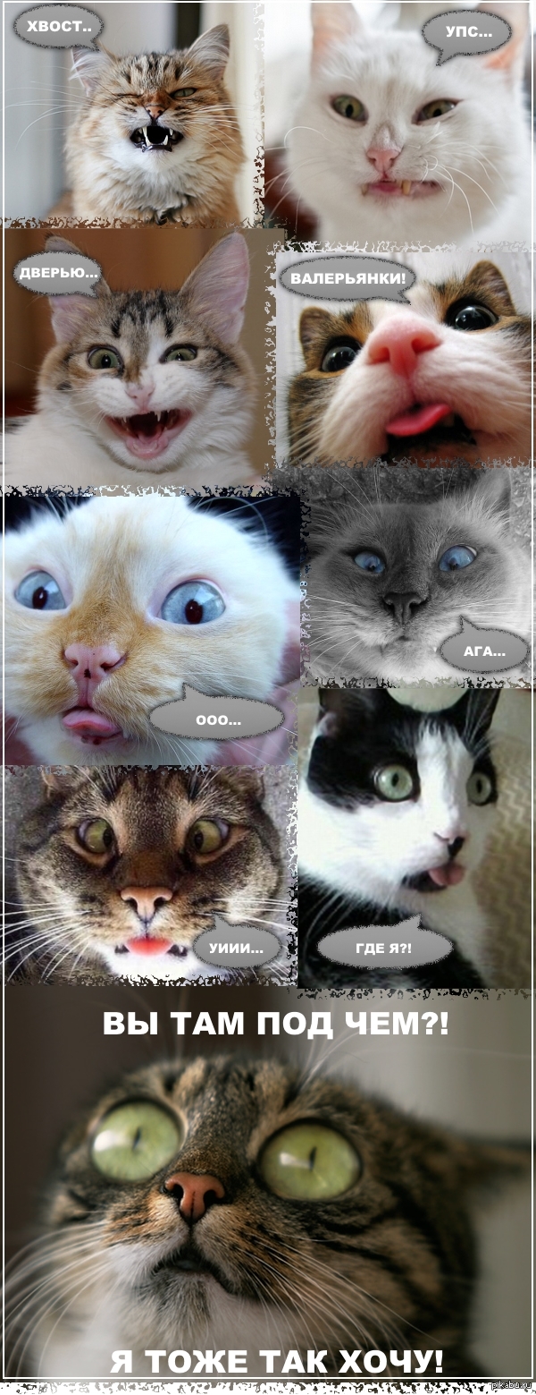 Я тоже так хочу!