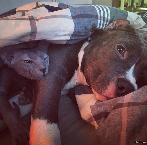 Пикабу любит ко... :)