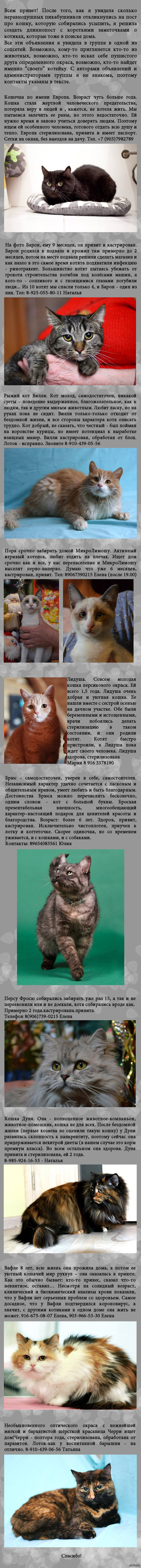 Котики в поиске дома