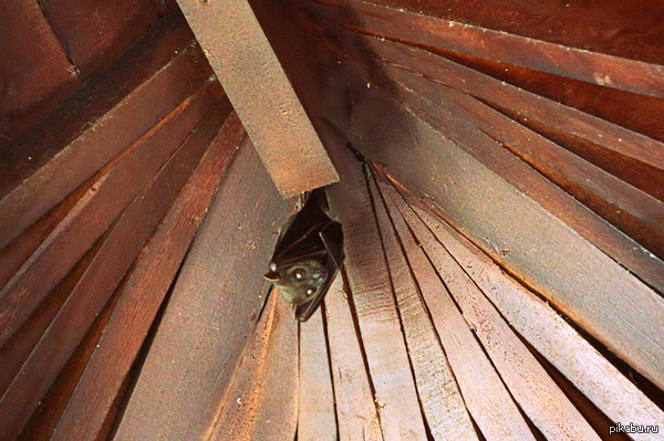 ������� ��  �������, ����������, � �� ���� �������....�.�