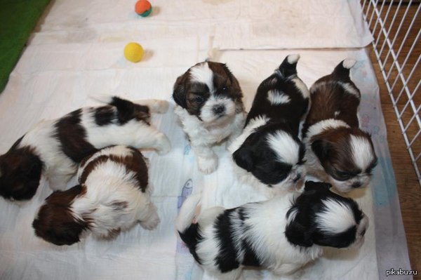 Заводчик - разводчик.