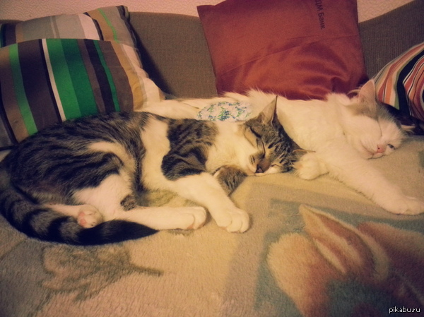 Милоты пост. В комментариях еще две