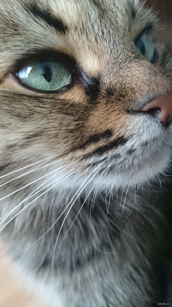 ��� �������������� �������