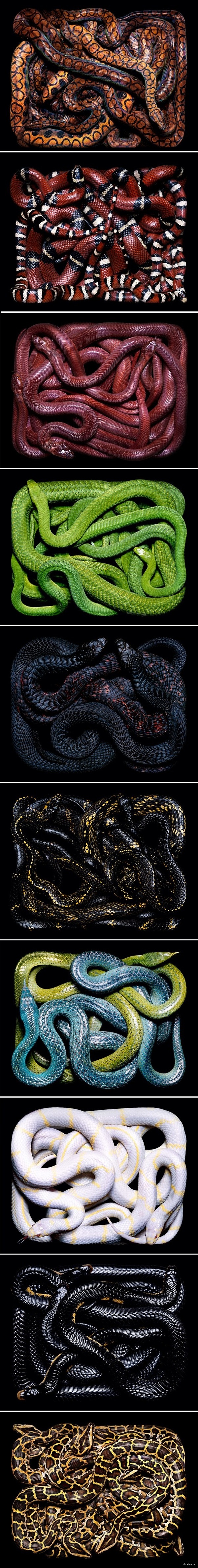 Serpens II by Guido Mocafico ( )