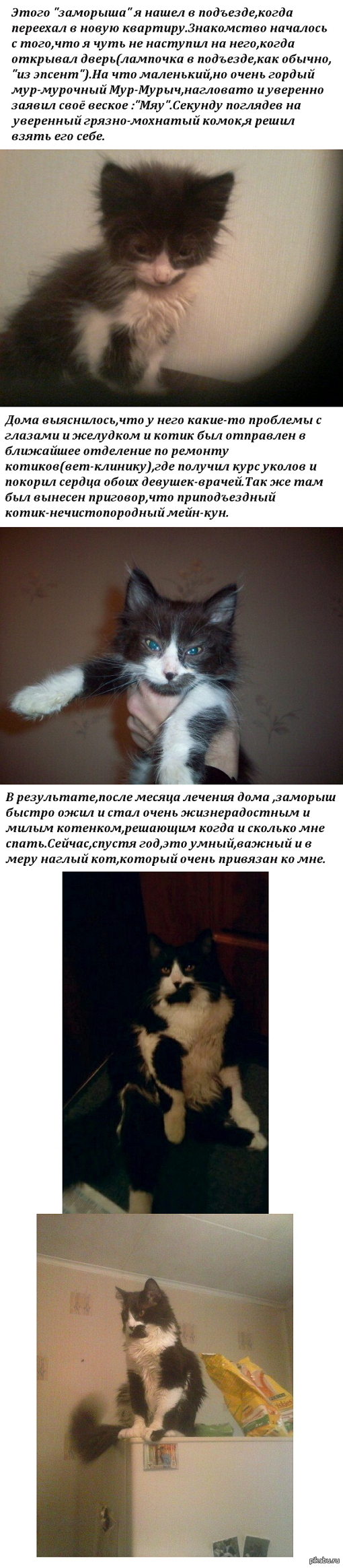 Life is not the same without a cat ? - Animals, cat, Kindness, Longpost