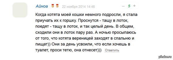 Немного о воспитании котят