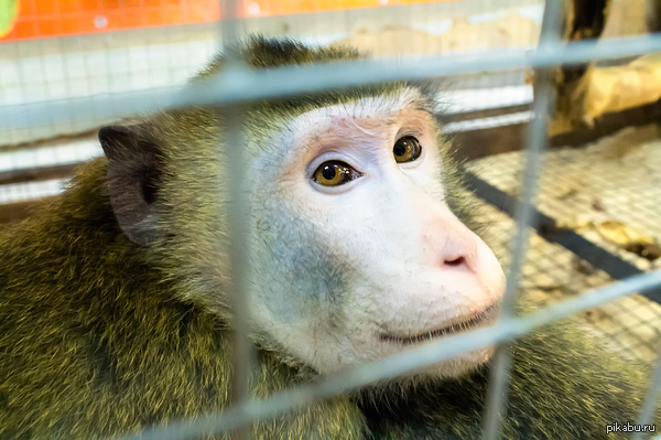 �������� � �������� ����)