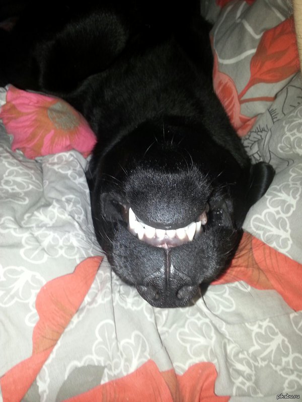 Знакомьтесь, мой барбос Бампер!