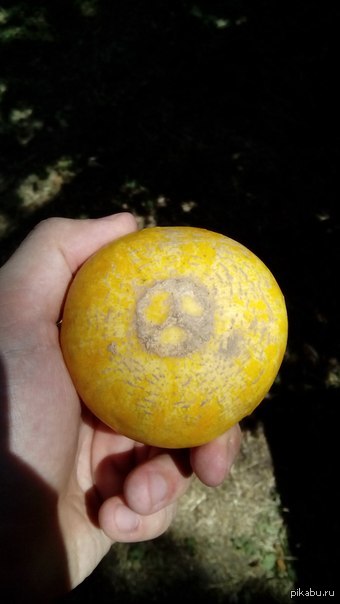 Ну хоть что-то с немецким качеством в семье будет