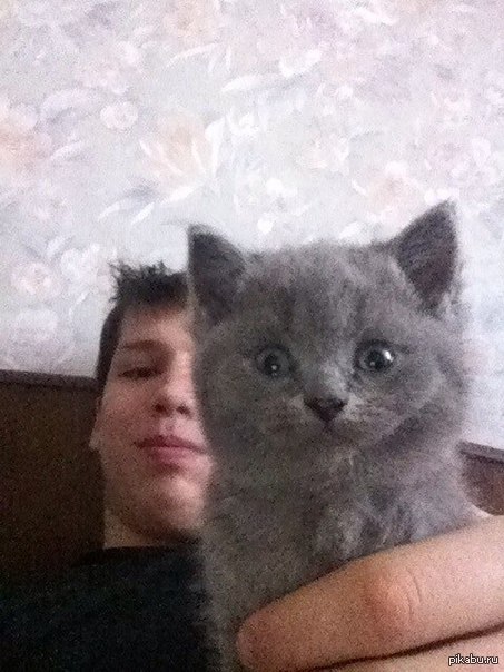 Здесь должен быть оригинальный заголовок, но здесь просто будет "Кот"