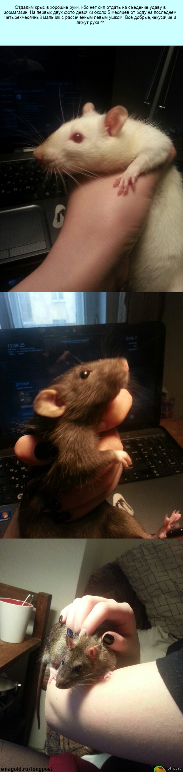 ������ ����� �������� ������