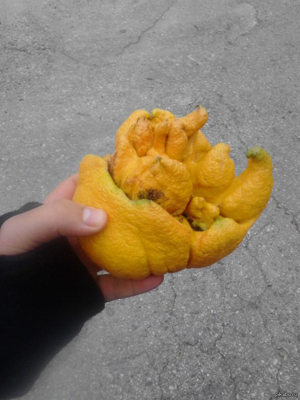 "Нашел по дороге в школу, кажется это лимон"