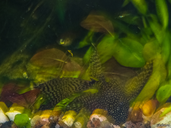 Красавица сомиха)