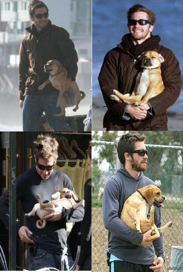 "Не думаю, что Джилленхол в курсе как обращаться с собакой" 9gag