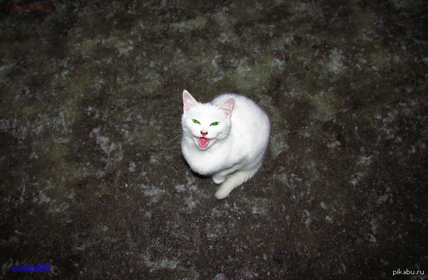 Милое создание...