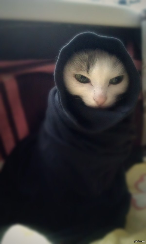 Когда твоя кошка Каджит