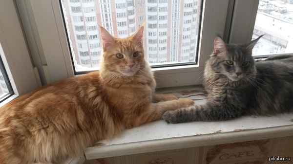 Мои котики