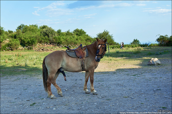 � ���� 40 ��, ������, ������������