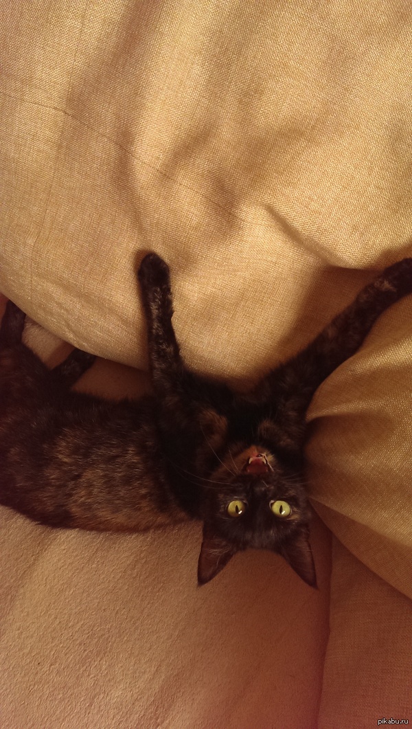 ����������� �������� ��������)