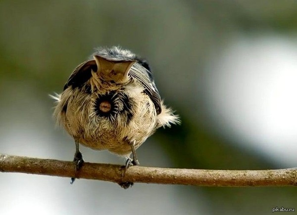 Воробей, вид сзади.