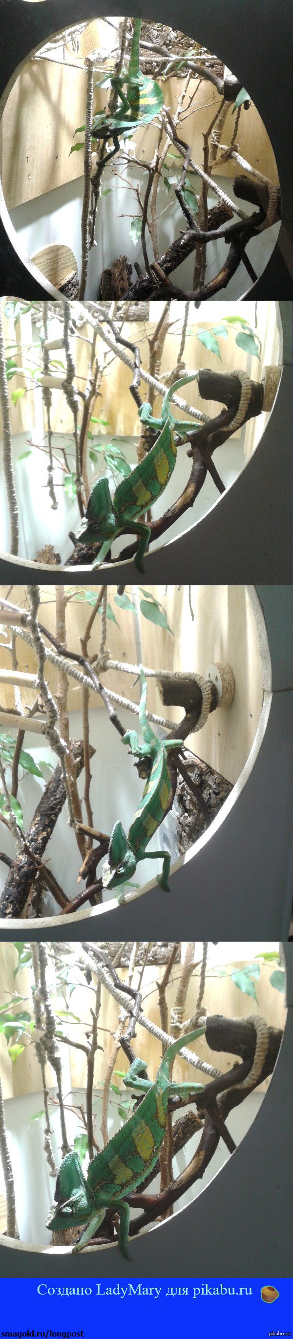 Йеменский хамелеон | Пикабу