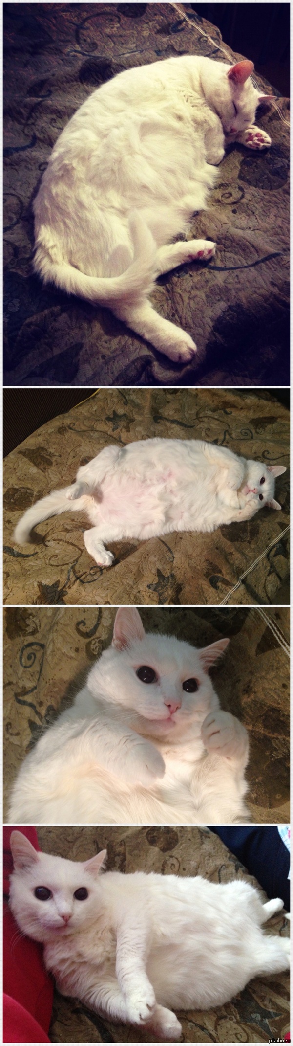 ������ ����������, ���������� �������� ���, � ���������� �������.