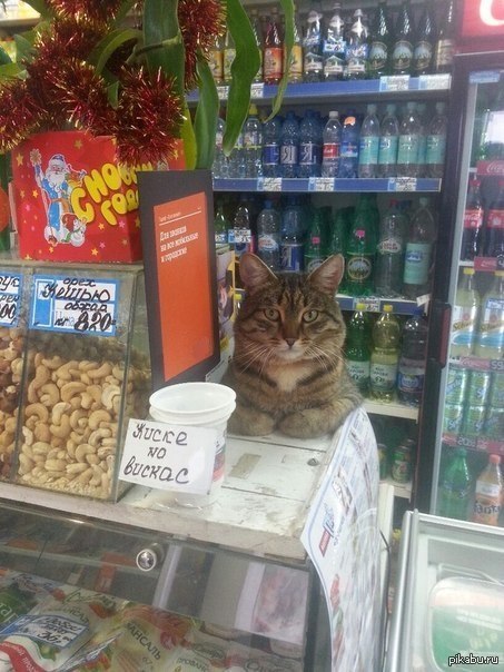 Кошка В Магазине Фото