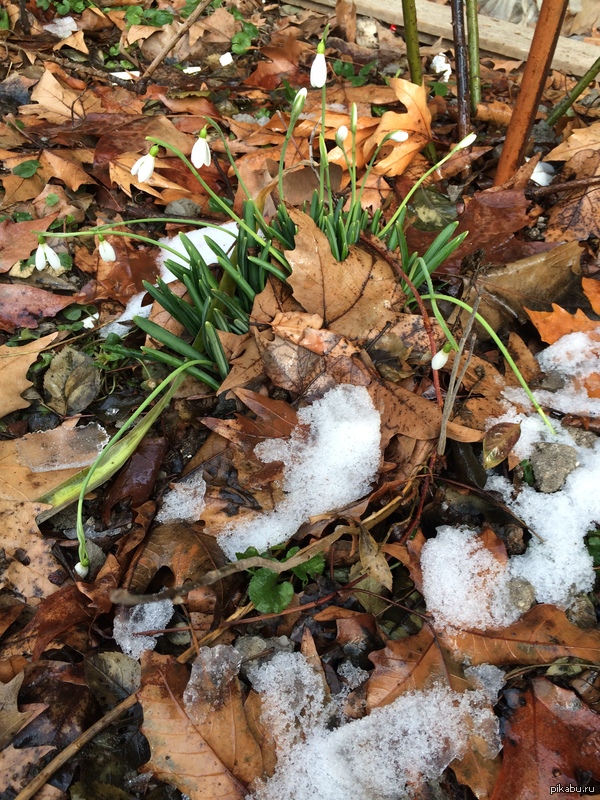 В Ташкенте зацвели подснежники | Пикабу