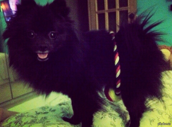 К пятничному МОЁ. Хочу вам показать нашего члена семьи. Её шпицейшество Ванесса Додиковна.