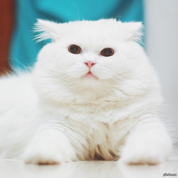котяшка | Пикабу