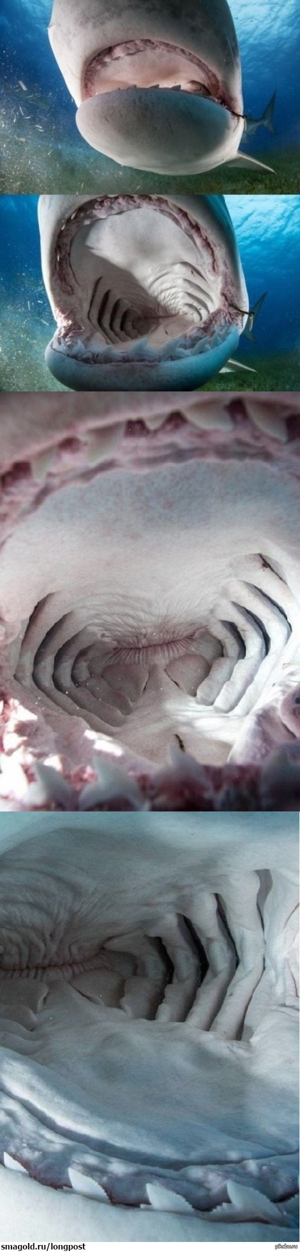 Почувствуй себя жертвой акулы.