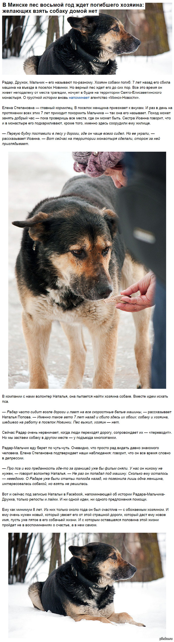 В Минске пес восьмой год ждет погибшего хозяина